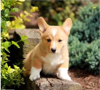 Pembroke Welsh Corgi puppies for sale in PA